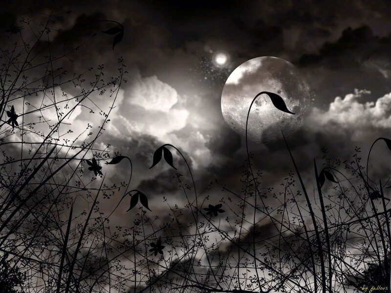 Moonlit night with silhouetted plants