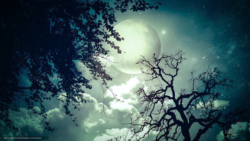 Moonlit night with silhouetted trees