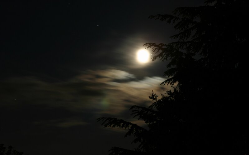 Moonlit night with tree silhouette