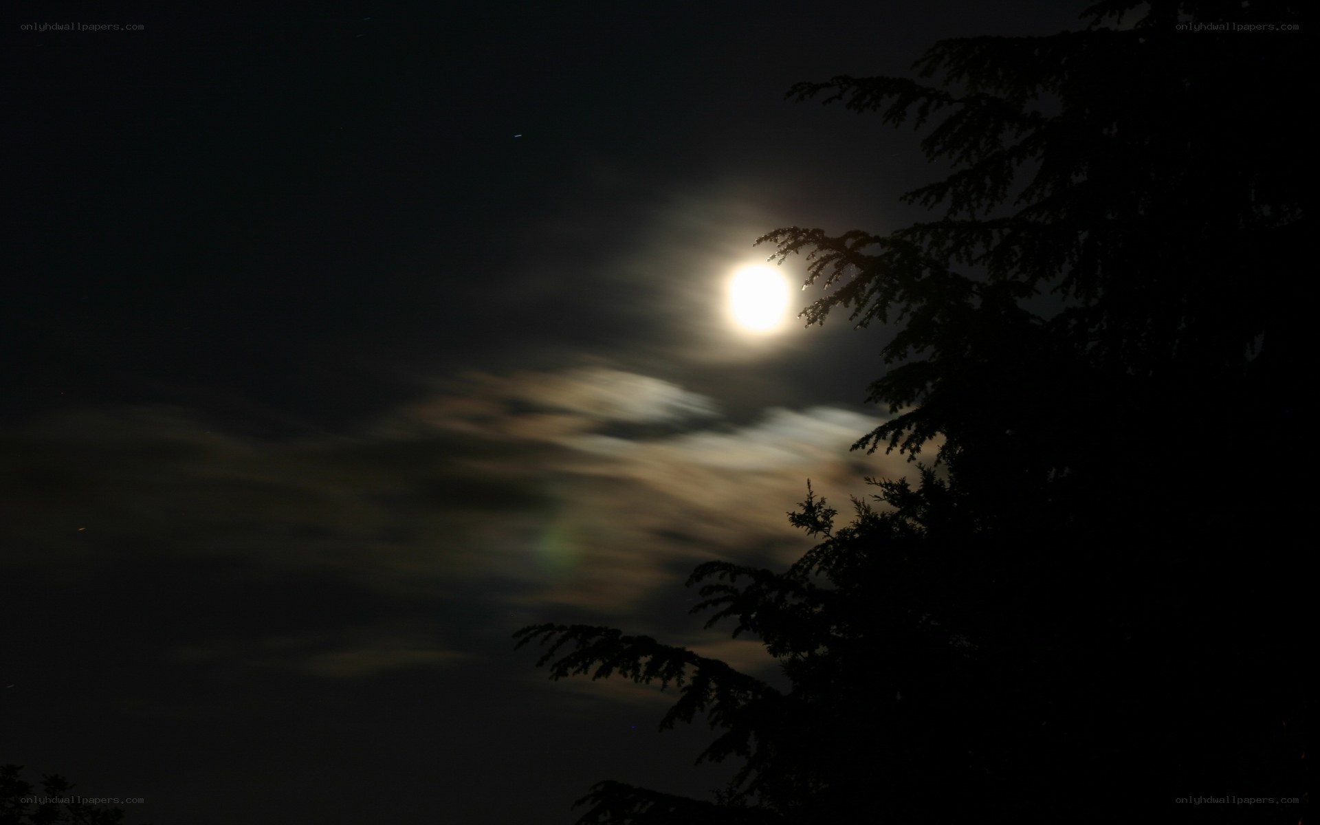 Moonlit night with tree silhouette