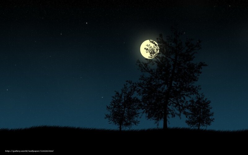 Moonlit night with trees