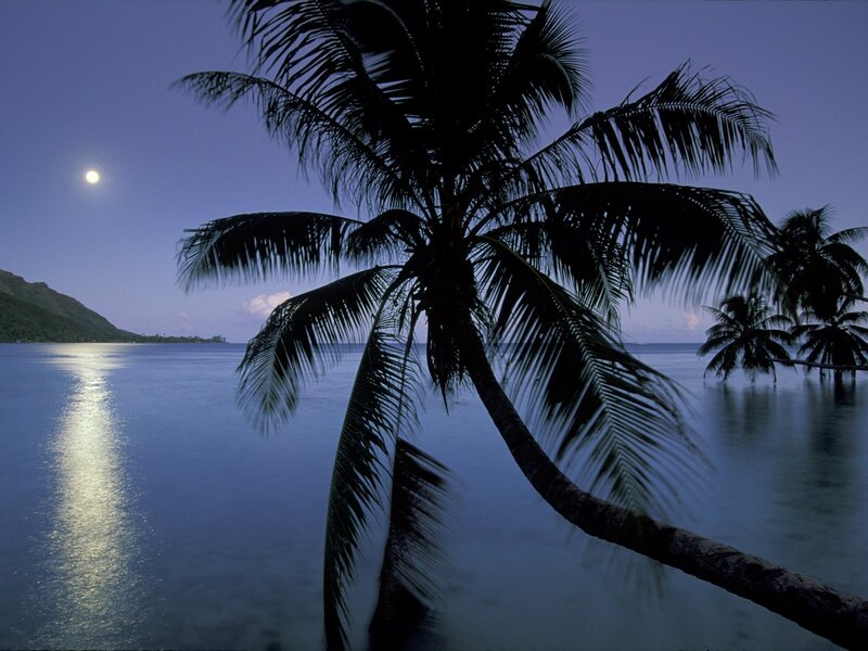 Moonlit palm tree by the sea