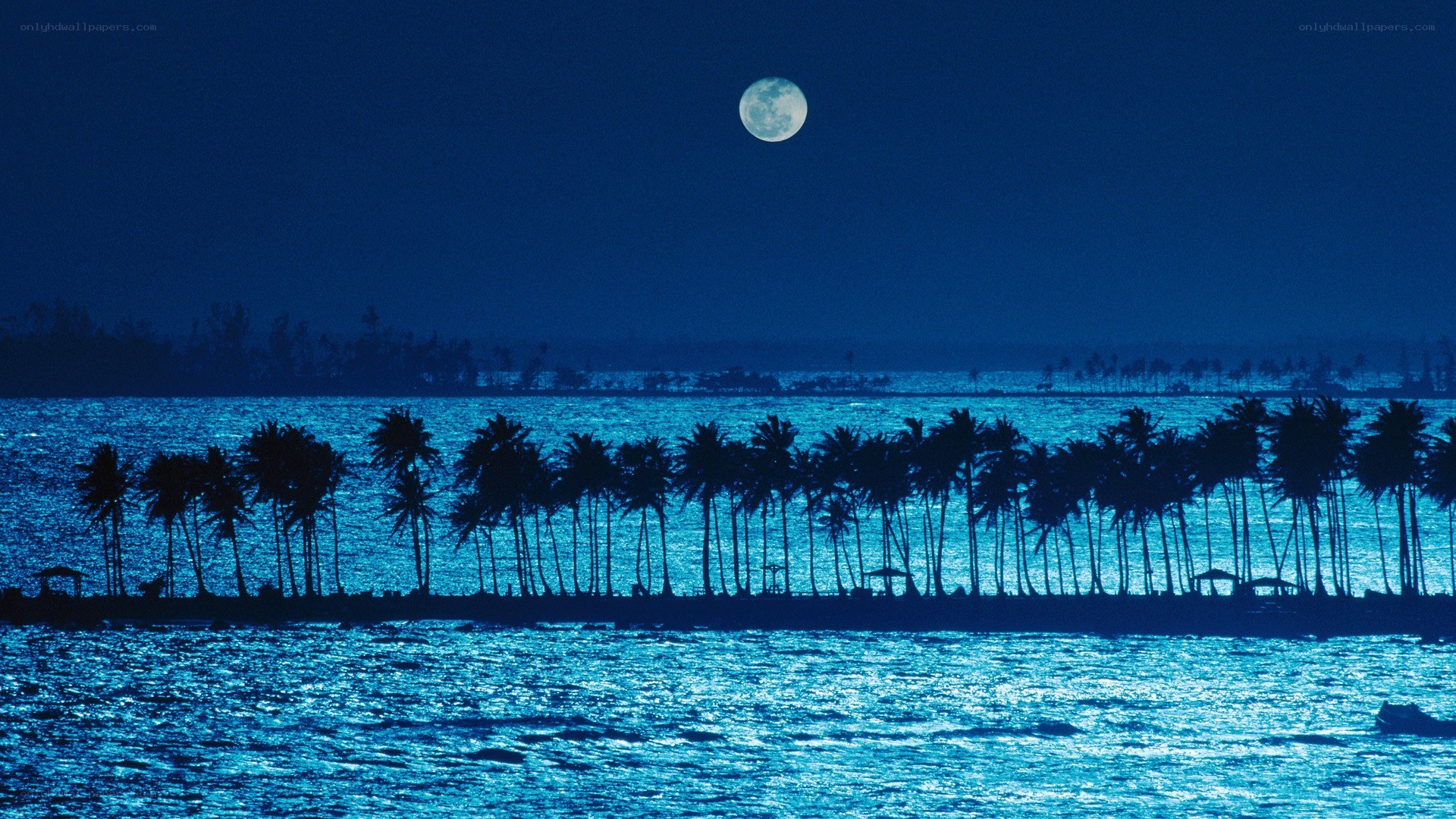 Moonlit palm trees at night