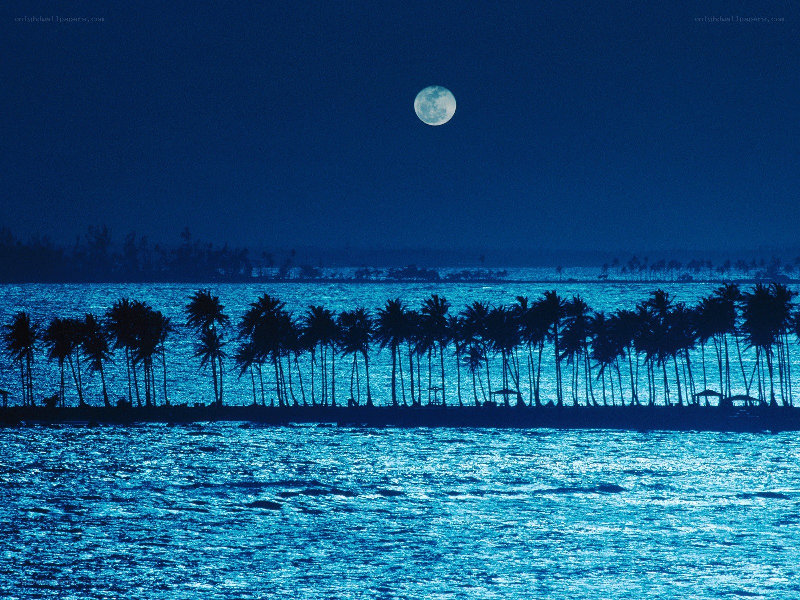 Moonlit palm trees at night