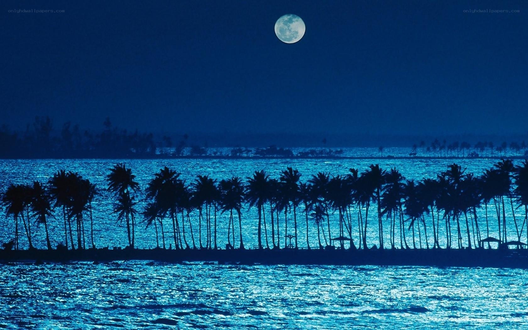 Moonlit palm trees at night