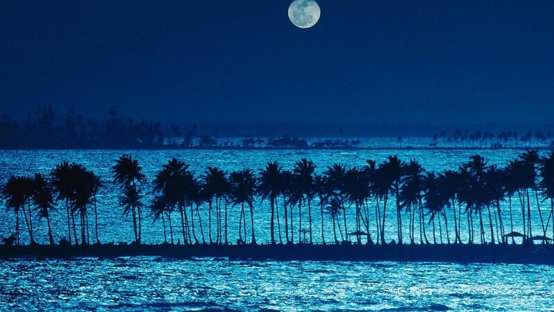 Moonlit palm trees at night