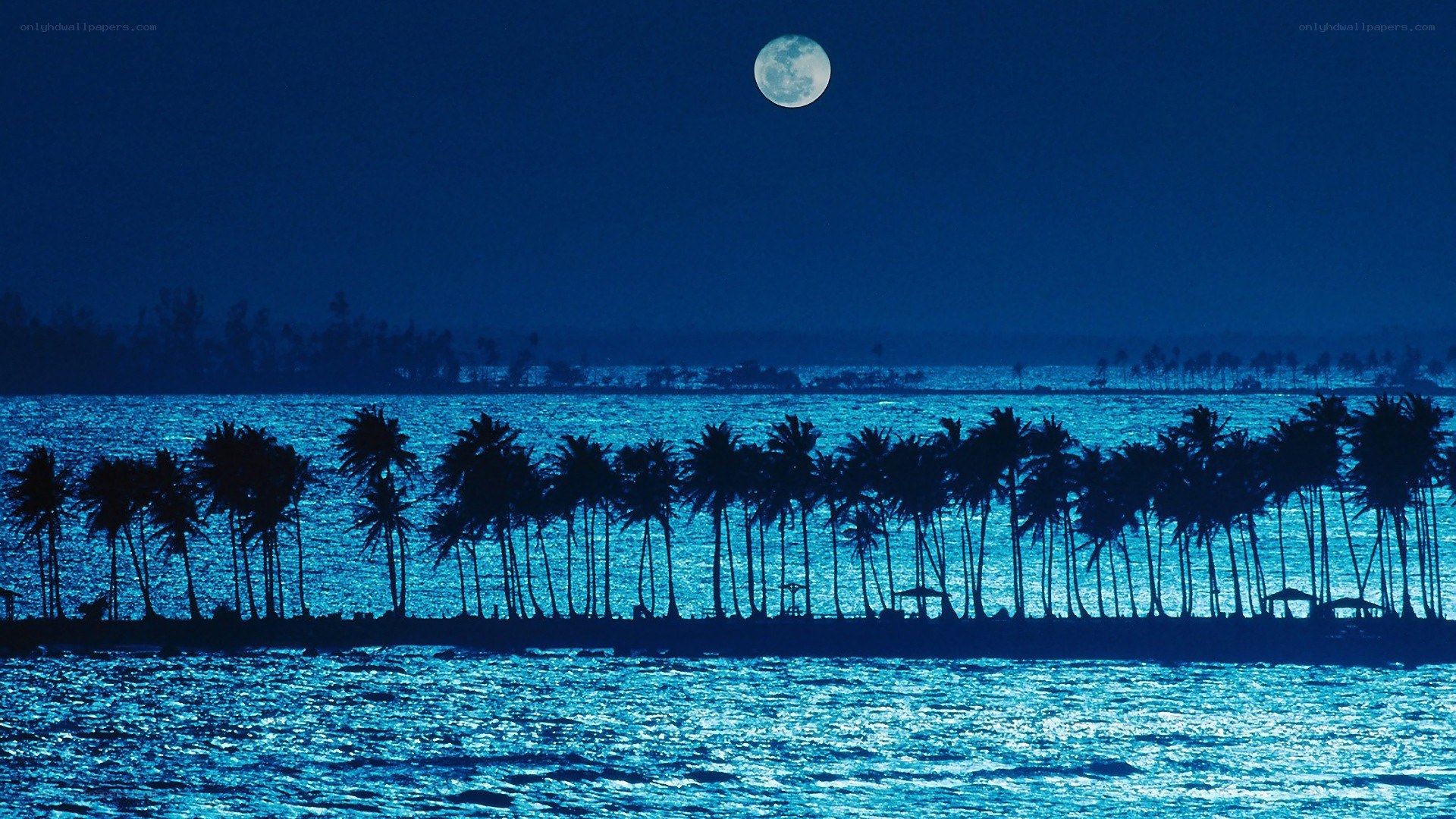 Moonlit palm trees at night
