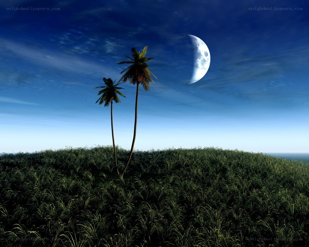 Moonlit palm trees at night