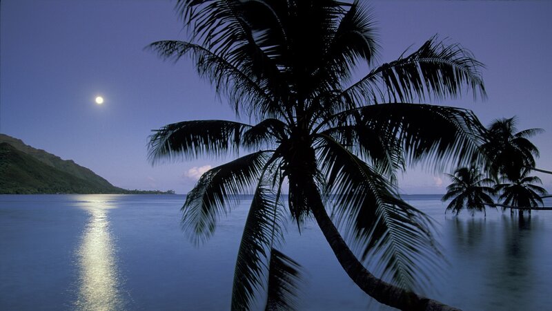 Moonlit palm trees by the sea