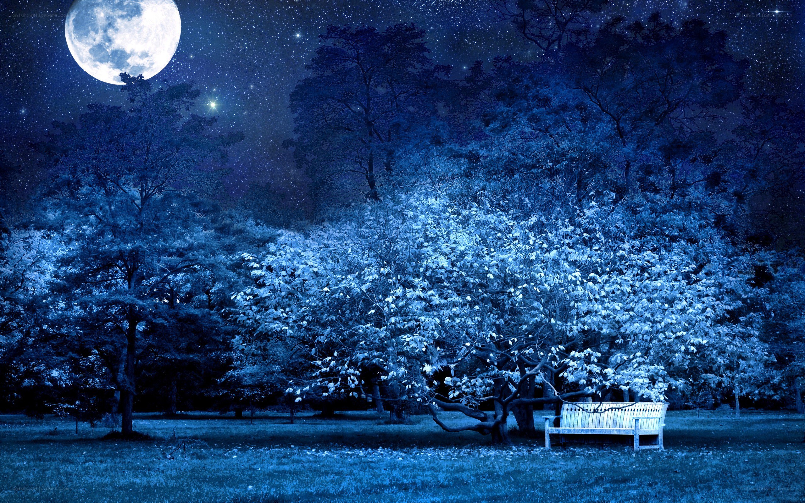 Moonlit park bench at night
