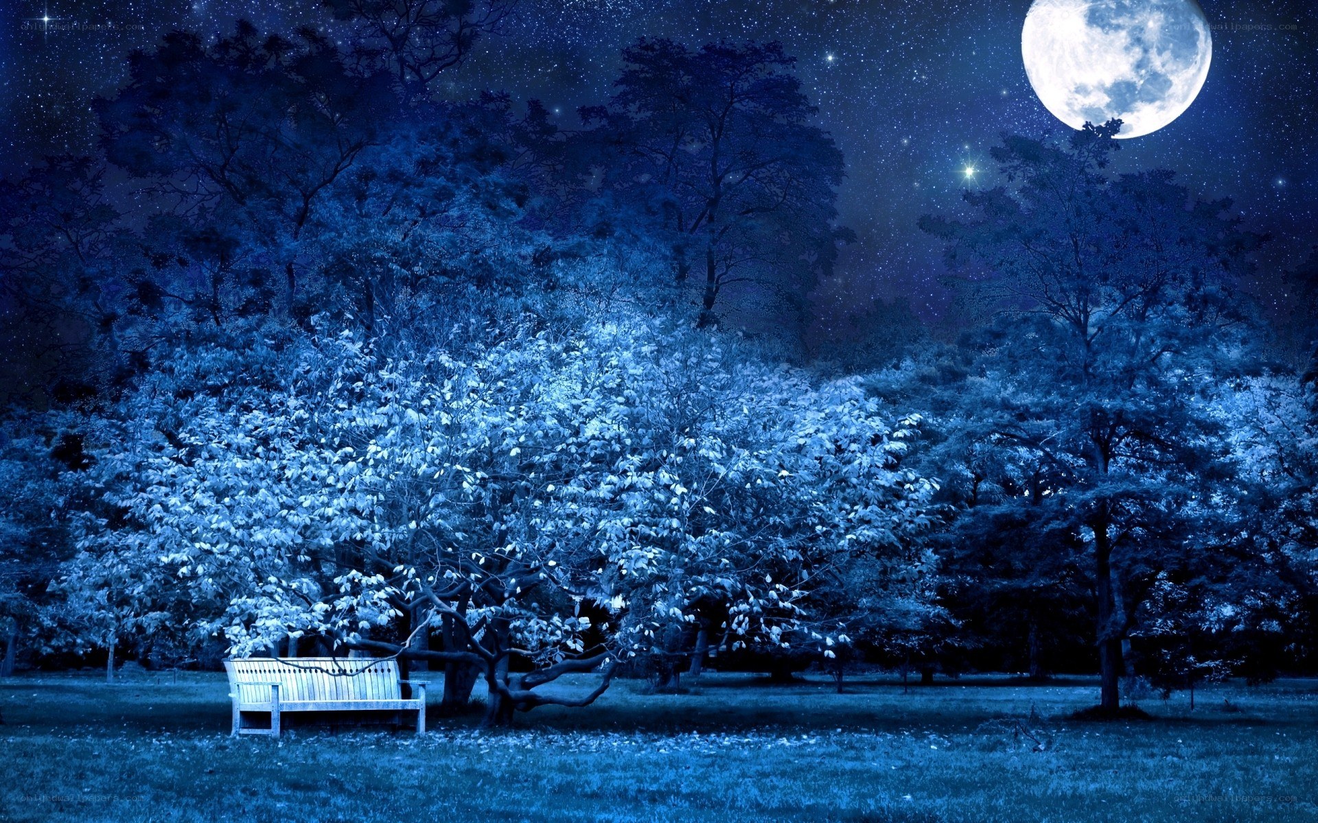 Moonlit park bench at night