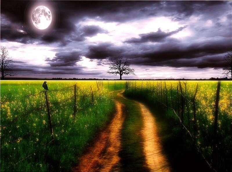 Moonlit path through a field