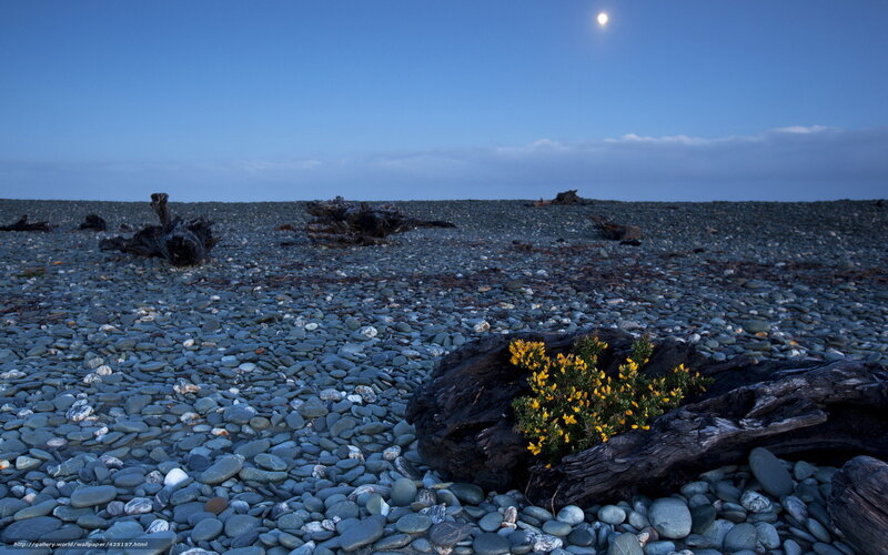 Moonlit pebble beach with yellow flowers