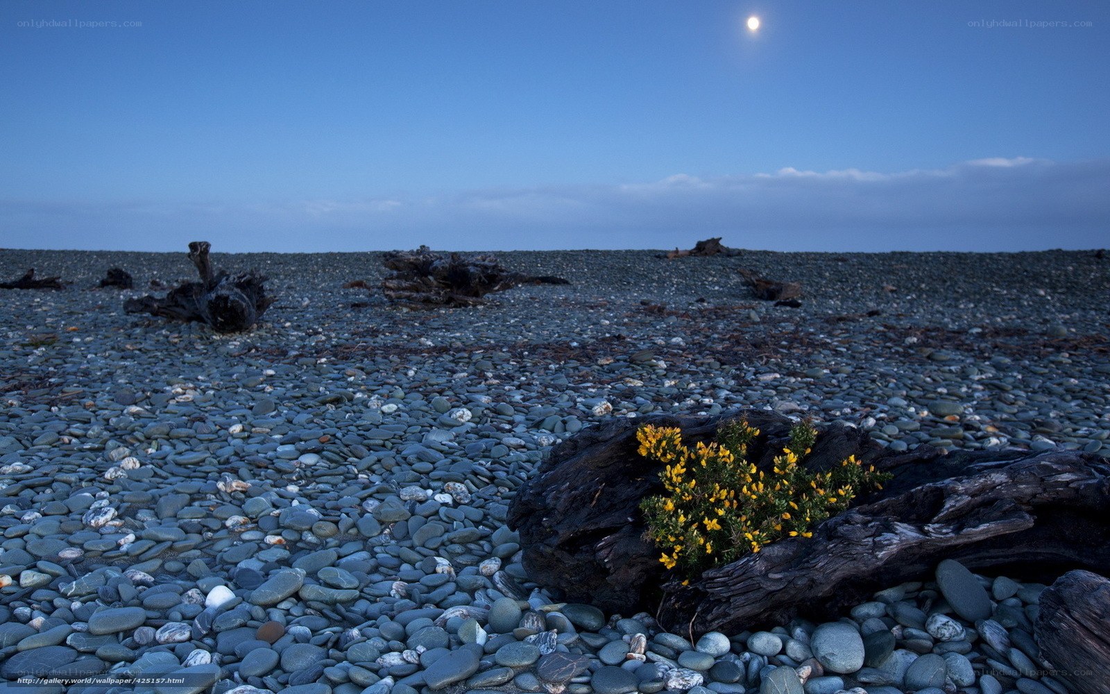 Moonlit pebble beach with yellow flowers