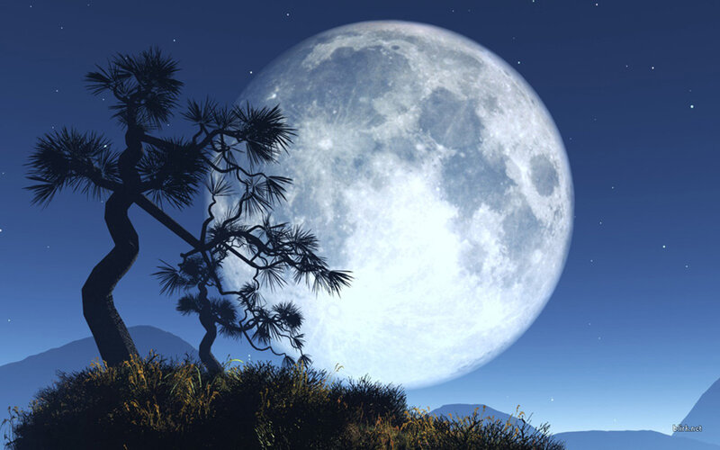 Moonlit pine tree silhouette