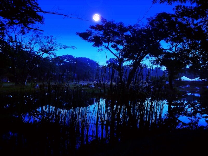 Moonlit Pond at Night