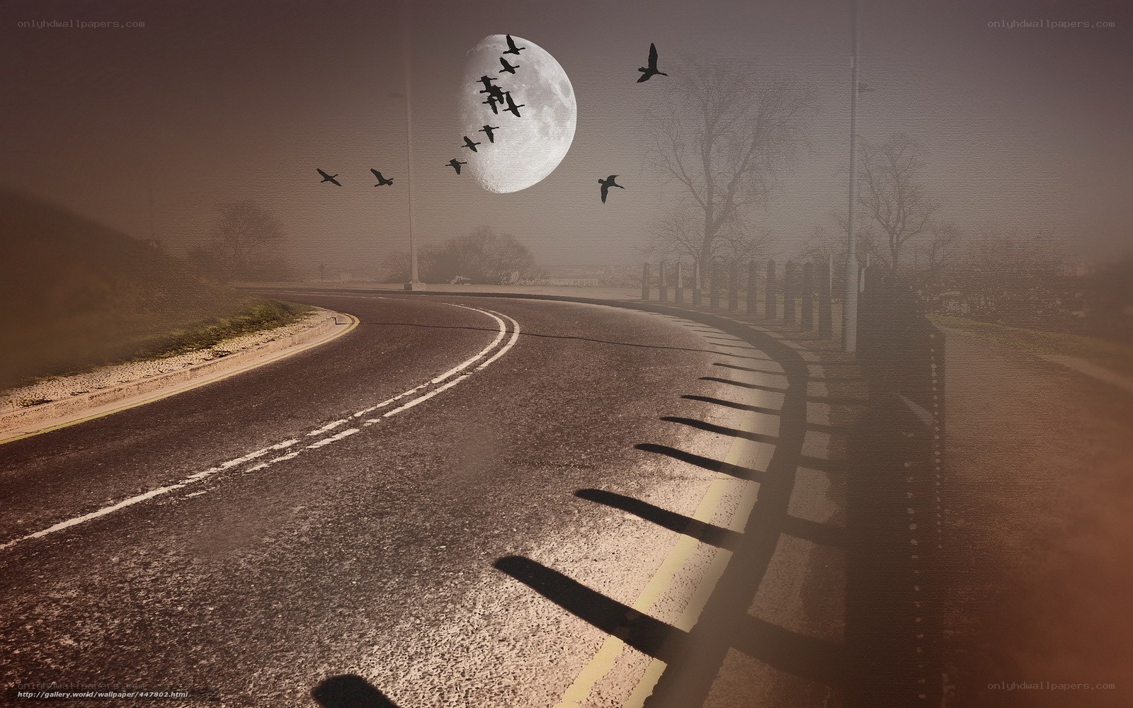 Moonlit road with flying birds