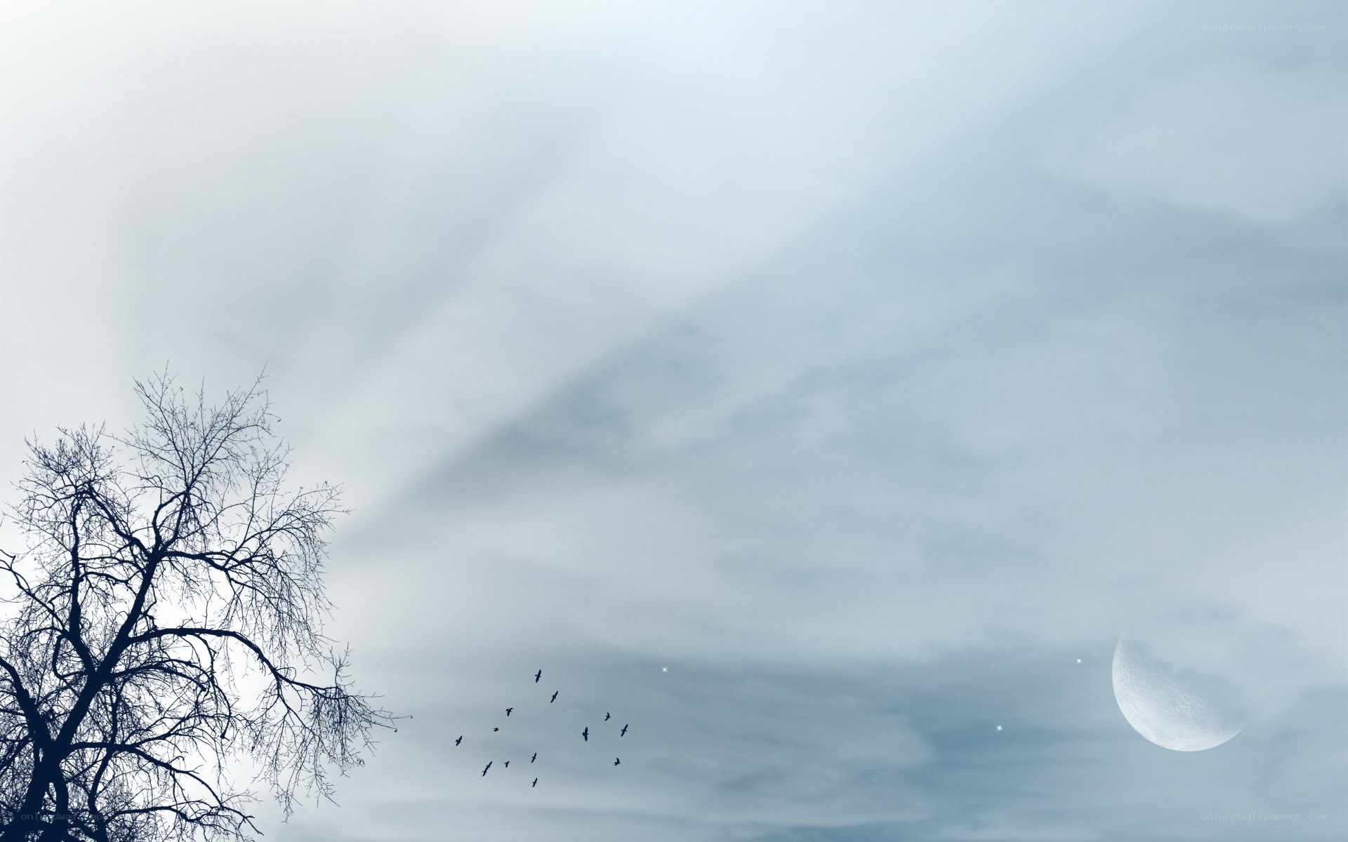Moonlit sky with birds