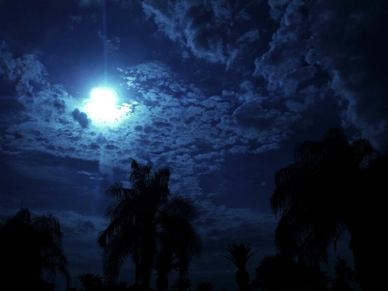 Moonlit Sky with Palm Trees