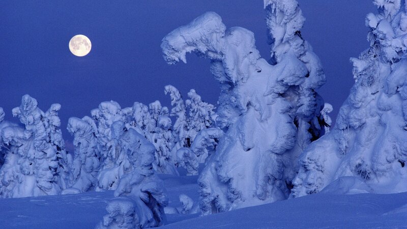 Moonlit snow-covered trees