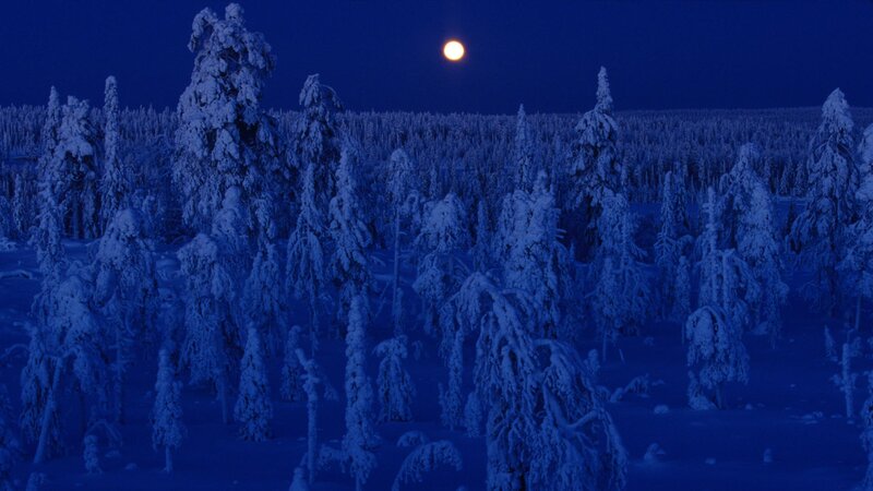 Moonlit snowy forest