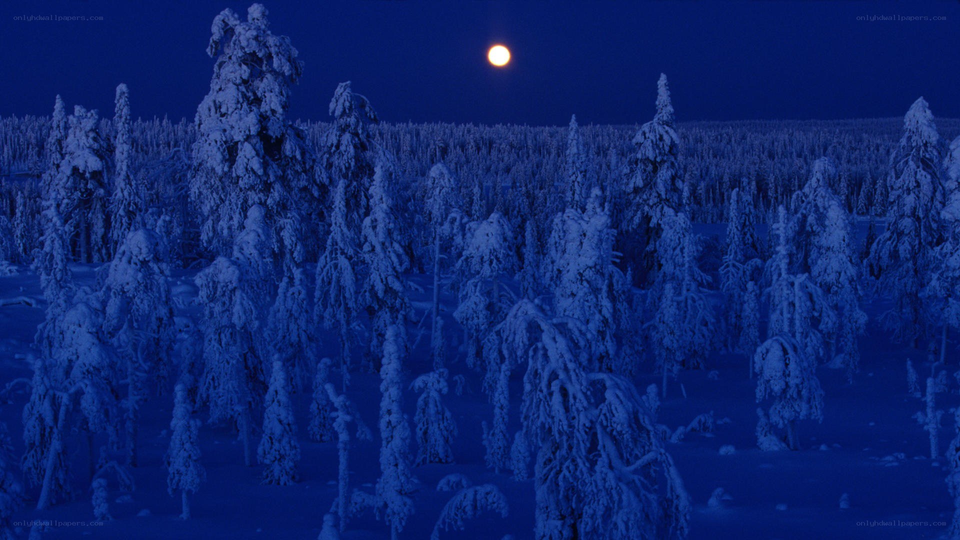 Moonlit snowy forest