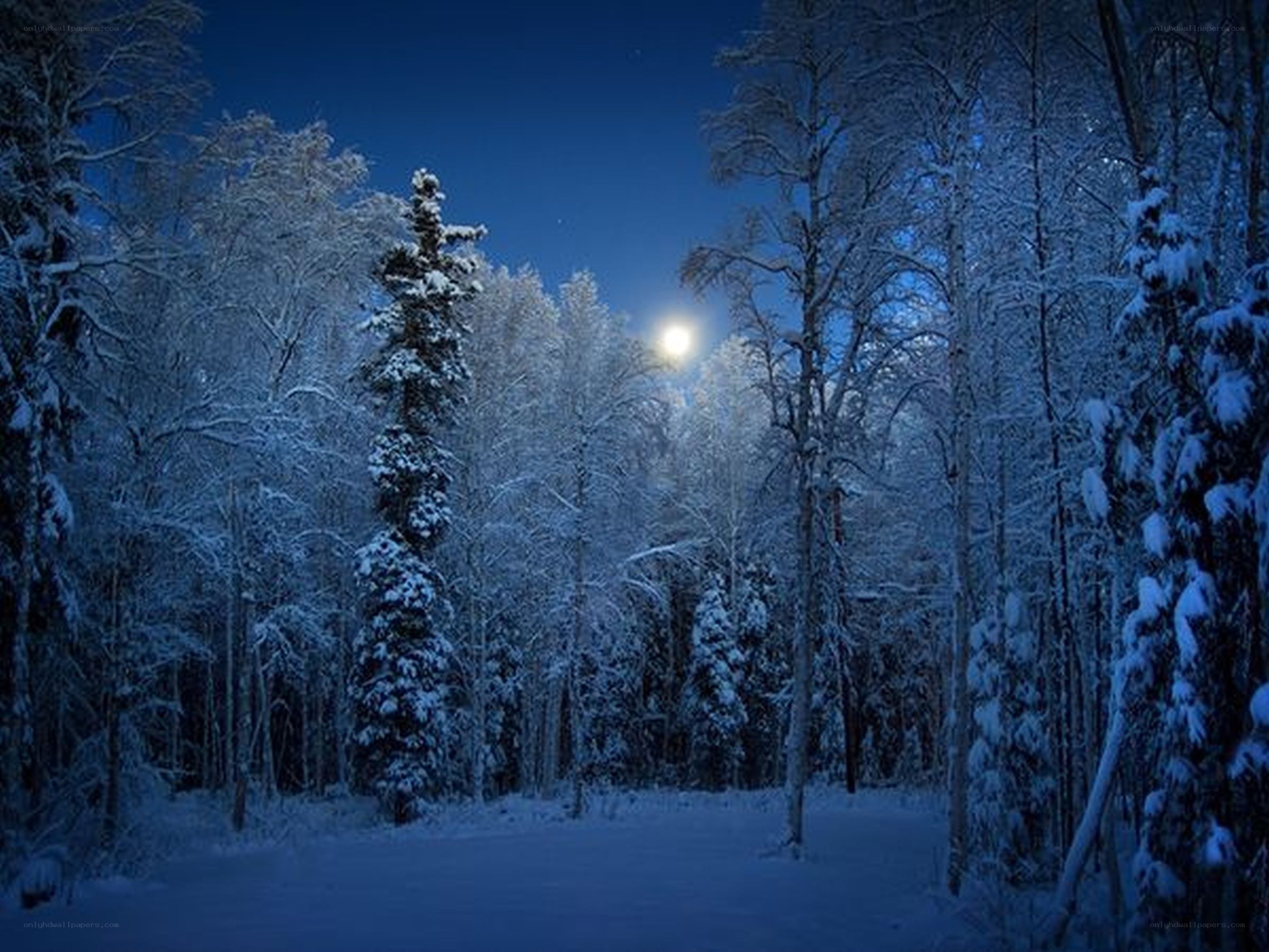 Moonlit snowy forest at night