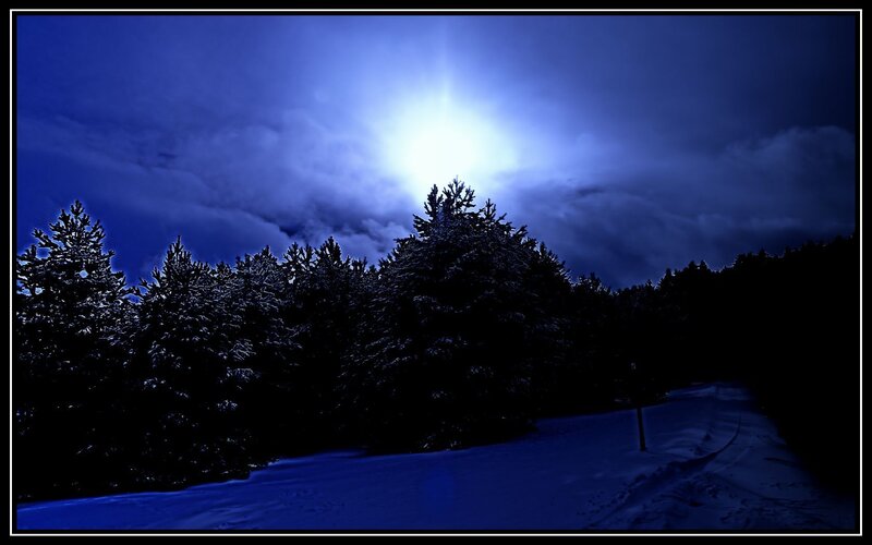 Moonlit snowy forest path
