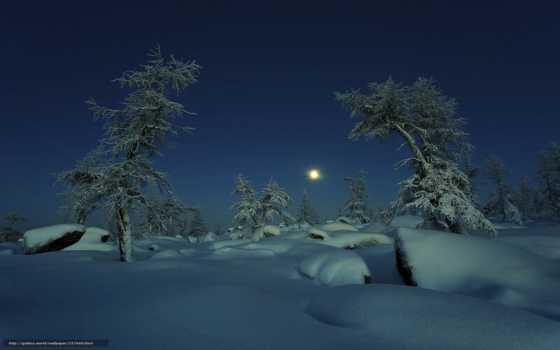 Moonlit Snowy Forest