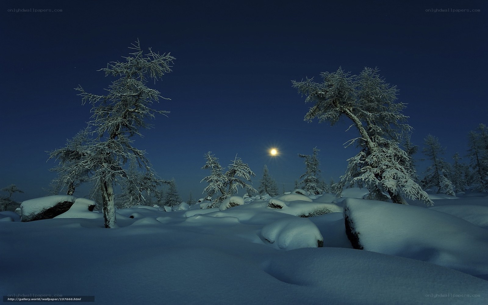 Moonlit Snowy Forest