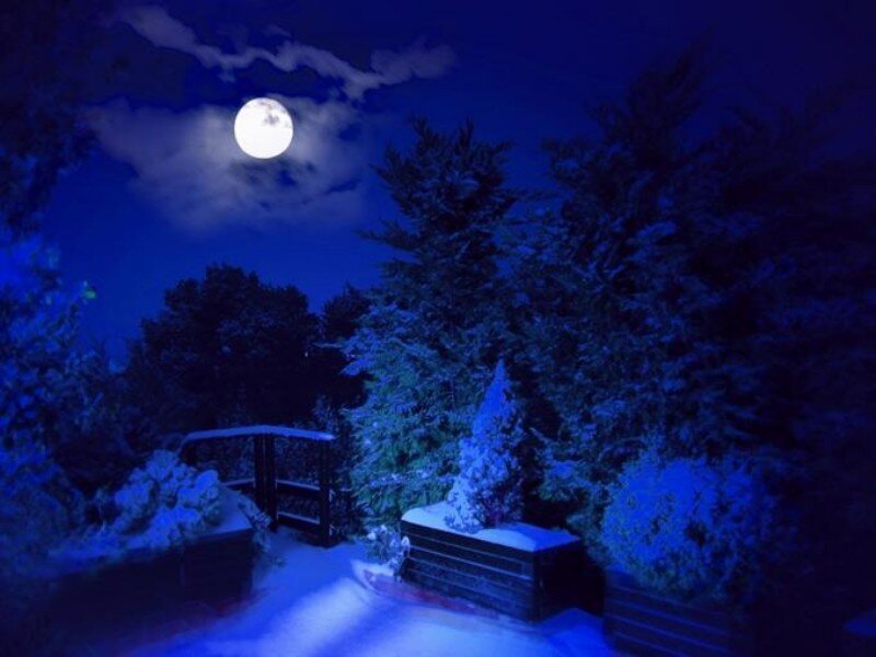 Moonlit snowy garden at night