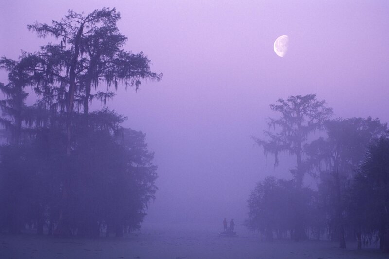 Moonlit swamp at dawn