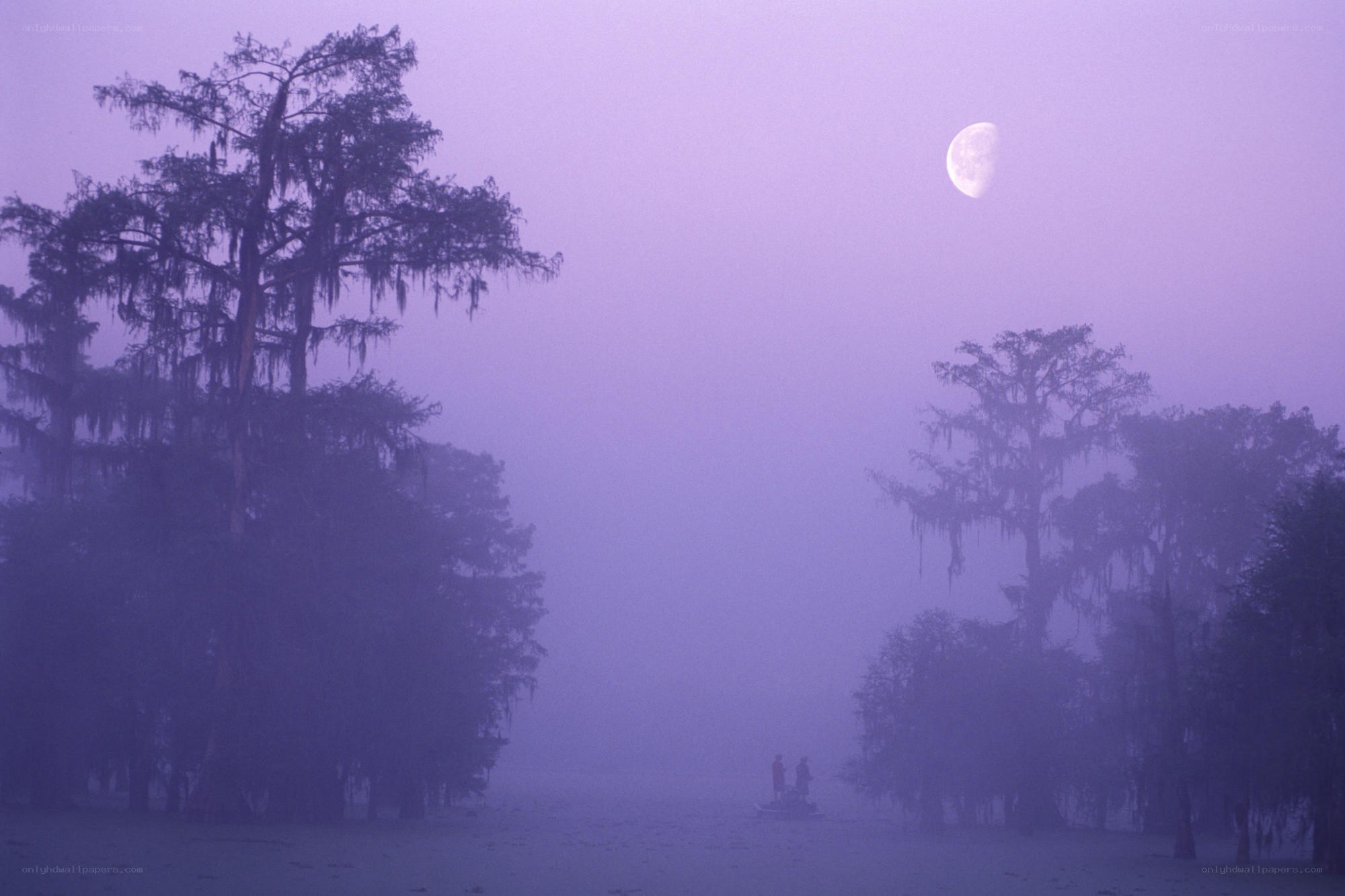 Moonlit swamp at dawn