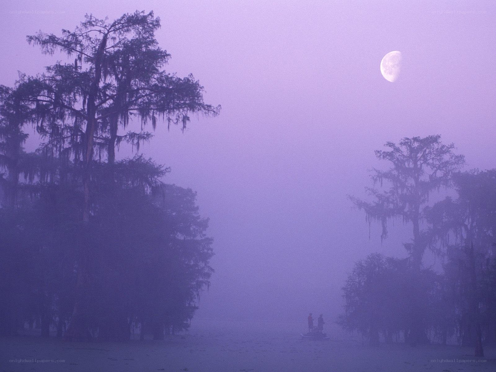 Moonlit swamp at dawn