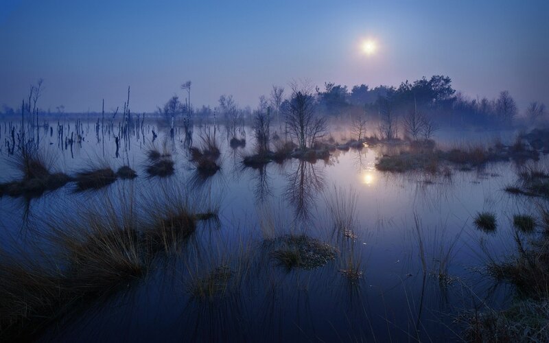 Moonlit Swamp at Dawn — Blue