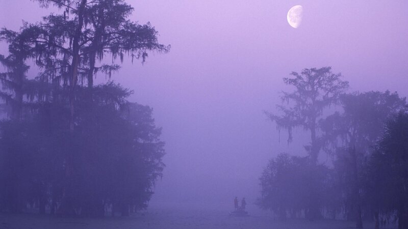 Moonlit swamp at dawn