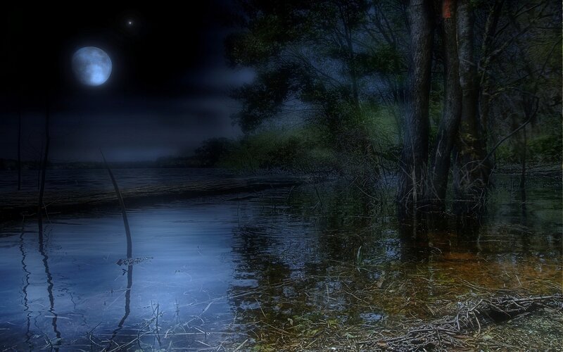 Moonlit swamp at night