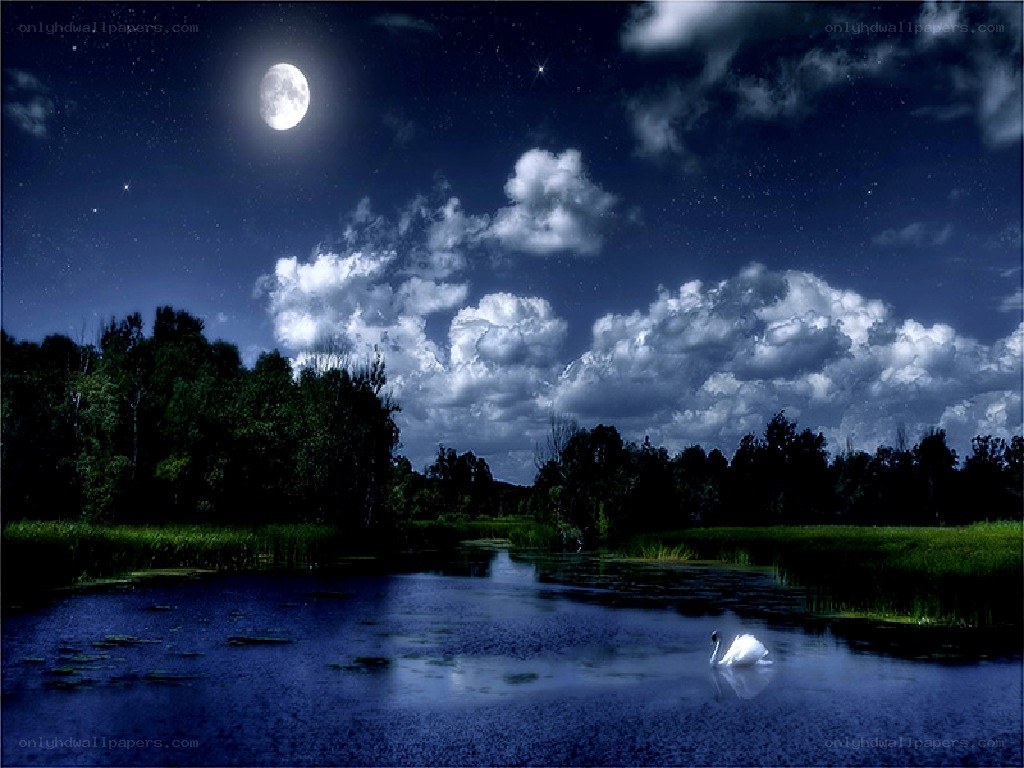 Moonlit swan on a lake