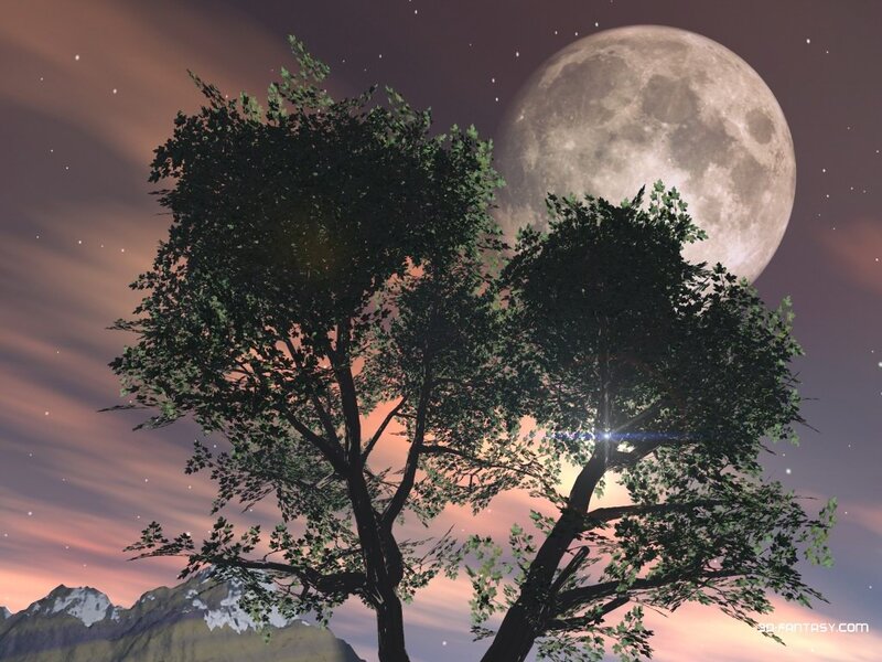Moonlit tree against starry sky