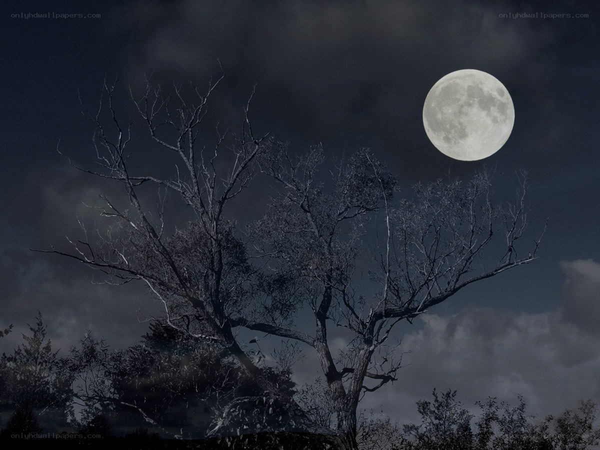 Moonlit tree at night