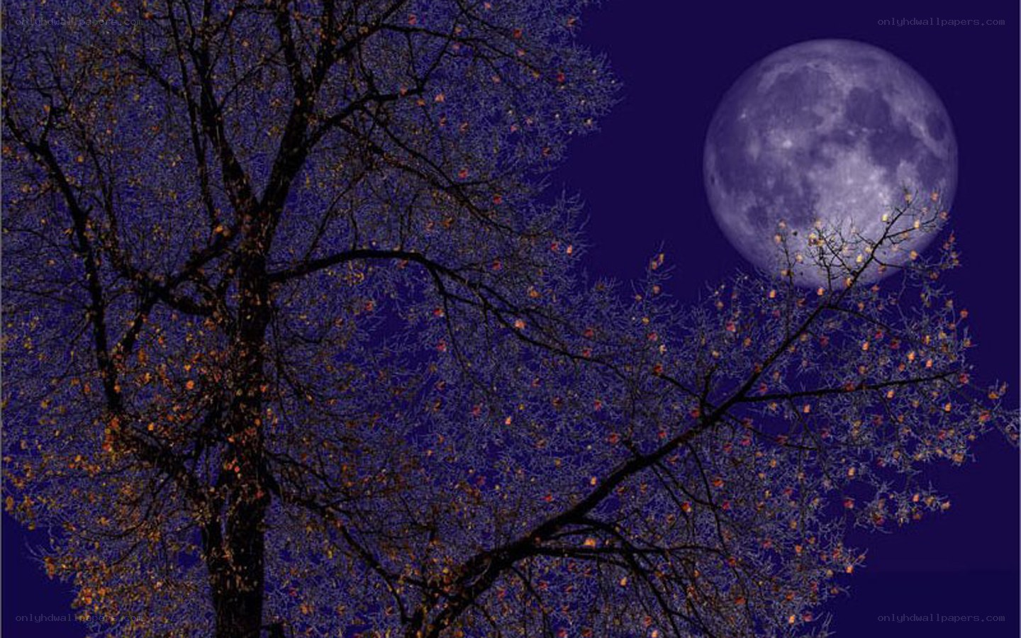 Moonlit tree at night