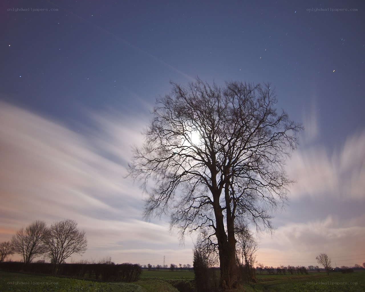Moonlit tree at night