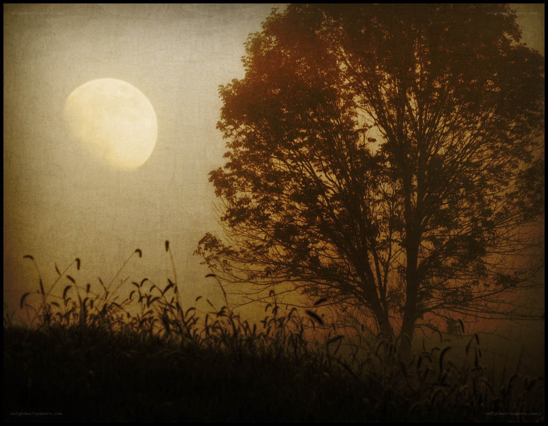 Moonlit tree in a field