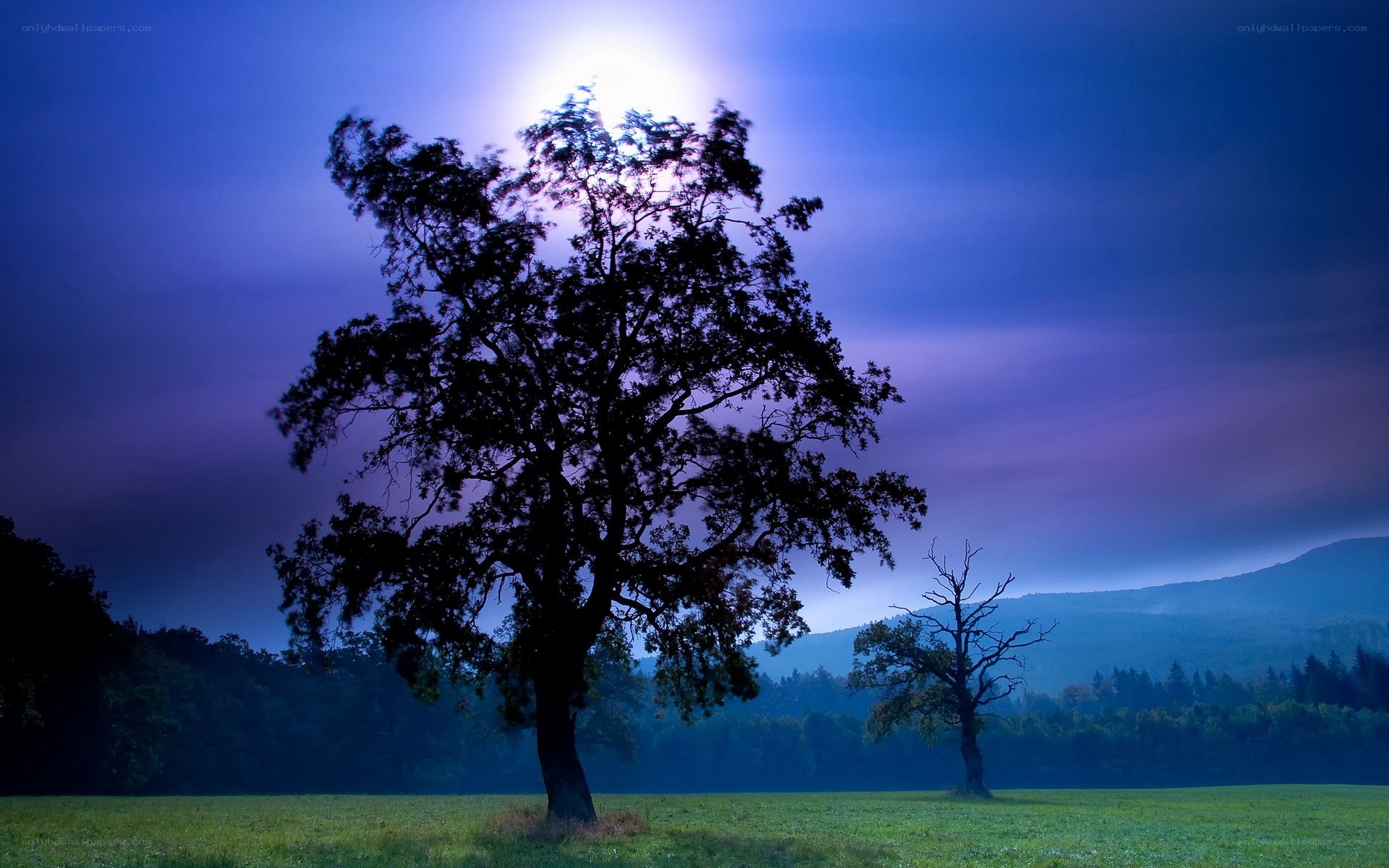 Moonlit tree in a field