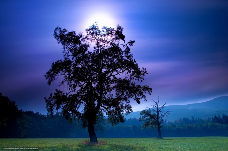Moonlit tree in a field
