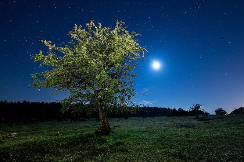 Moonlit tree in a starry field