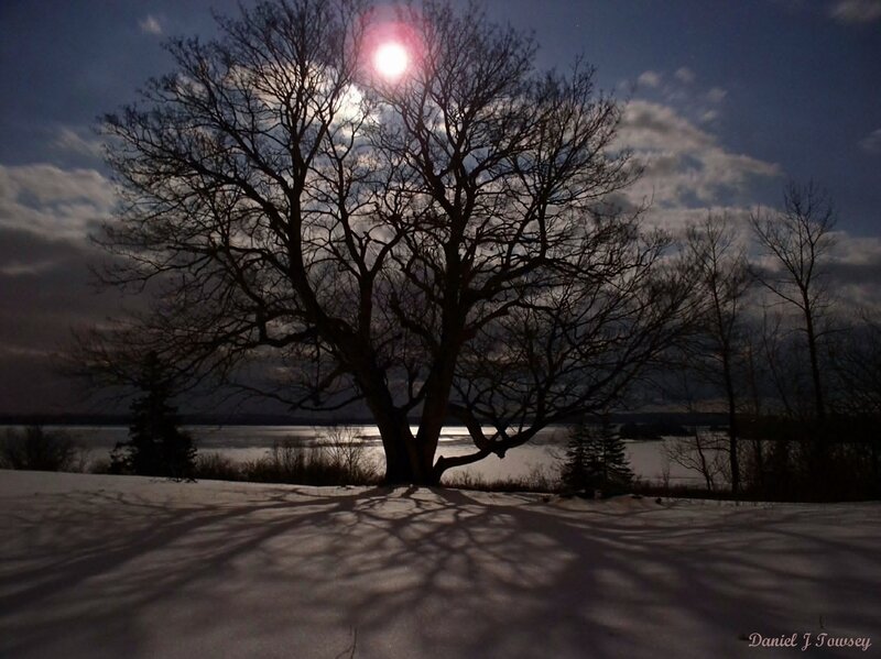 Moonlit tree on snowy shore