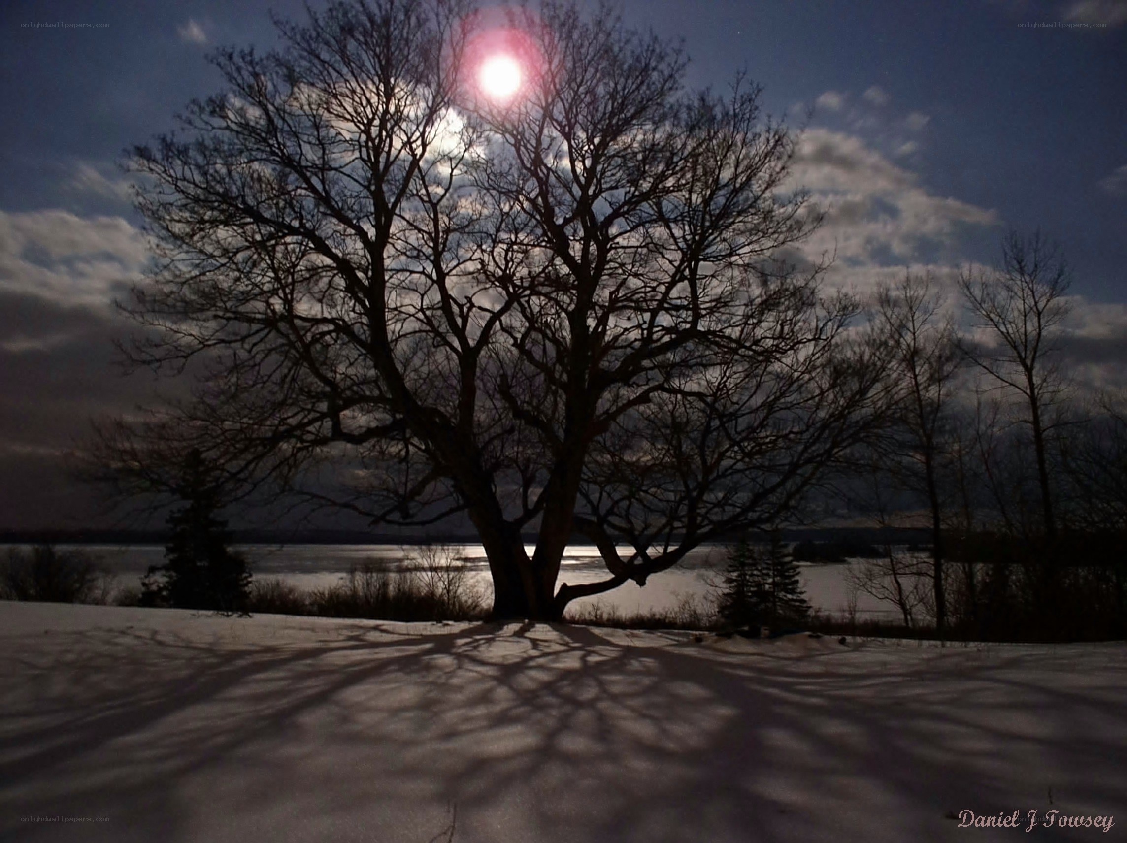 Moonlit tree on snowy shore