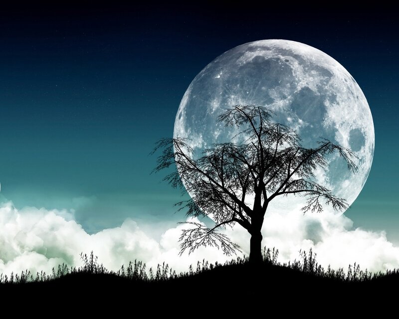 Moonlit tree silhouette