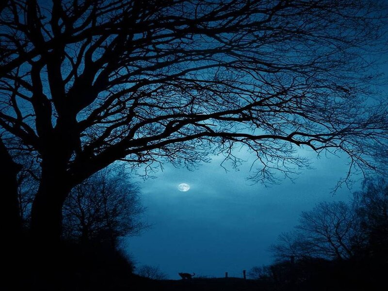 Moonlit tree silhouette at night